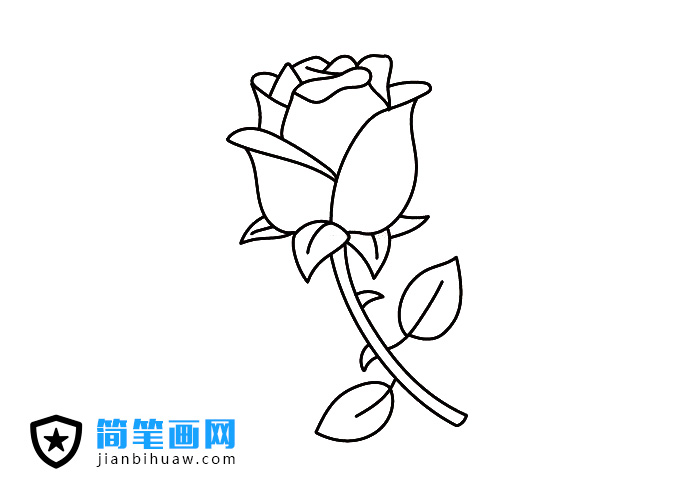 漂亮的玫瑰花簡(jiǎn)筆畫圖片含上色