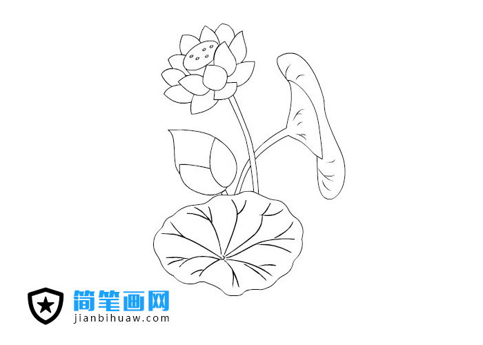荷花簡(jiǎn)筆畫(huà)圖片含上色