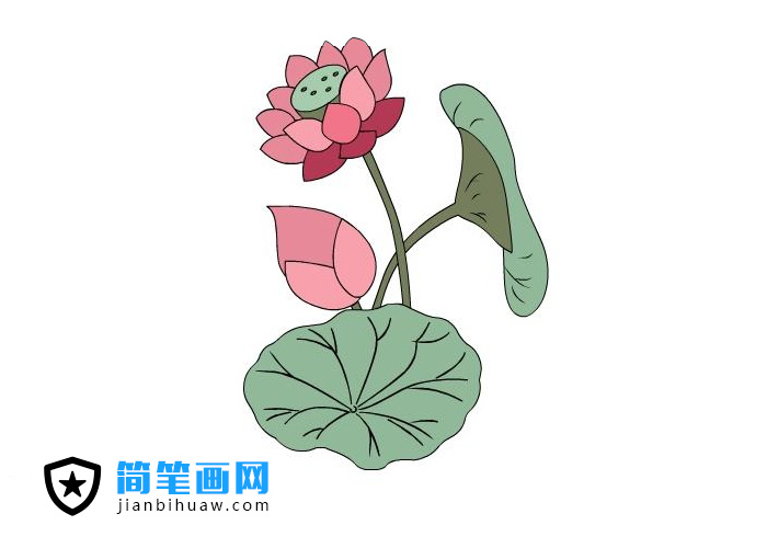 荷花簡(jiǎn)筆畫(huà)圖片含上色